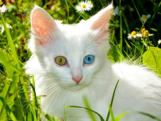 Que faire pour renforcer nos yeux ?