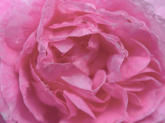 Les hydrolats aromatiques, les meilleures lotions pour la peau
