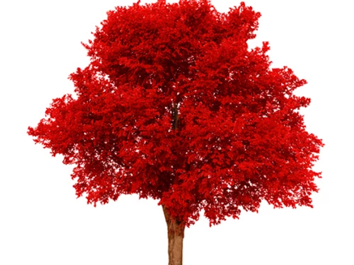 L'orme rouge un arbre géant bon pour notre système digestif