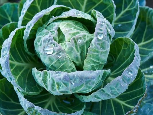 Pourquoi devrions-nous manger des légumes crucifères plus souvent ?