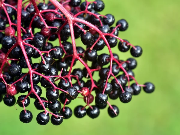 Le concentré de sureau biologique un produit naturel exceptionnel