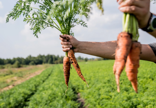 Pesto vitaminé aux fanes de carottes
