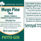 Mugo Pine Bud